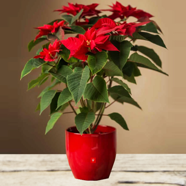 Decorate your home or office premises with flowering plants